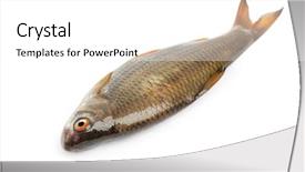  Presentation with fish netting pollution - Slide deck with roach fish isolated on white background and a white colored foreground