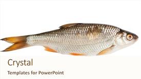  Presentation with fish - Audience pleasing slides consisting of roach fish isolated on white backdrop and a cream colored foreground