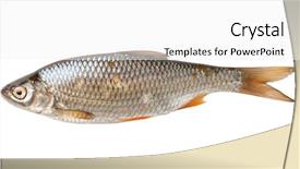  Presentation with fish groper - Theme featuring roach fish isolated on white background and a white colored foreground