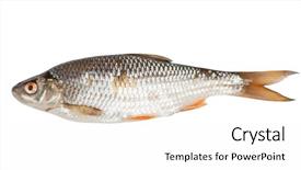  Presentation with fish - Amazing PPT layouts having roach fish isolated on white backdrop and a white colored foreground