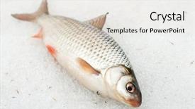  Presentation with winter road and branch - Amazing PPT theme having roach lying on snow late backdrop and a lemonade colored foreground