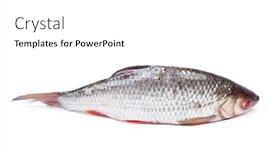  Presentation with fish river - Colorful slide deck enhanced with roach-river-fish-isolated backdrop and a white colored foreground