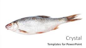  Presentation with fish river - PPT layouts enhanced with roach-river-fish-isolated background and a pink colored foreground