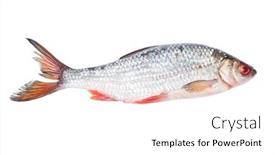  Presentation with fish river - Slide set consisting of roach-river-fish-isolated background and a white colored foreground