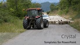  Presentation with blocked - Slide set with road-blocked-by-herd background and a light gray colored foreground