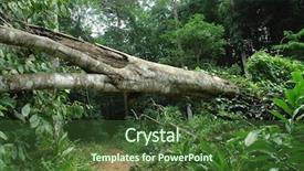  Presentation with tropical forest - Amazing presentation having road blocks - fallen tree in tropical forest backdrop and a tawny brown colored foreground