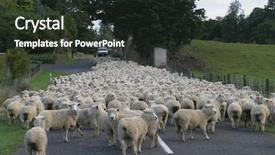  Presentation with new zealand - Slide set enhanced with road blocks - flock of sheep new zealand background and a tawny brown colored foreground