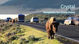  Presentation with traffic jam - Cool new PPT theme with road causes - bison frequently walk along backdrop and a ocean colored foreground