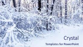  Presentation with winter and trees - PPT theme featuring road less travelled - winter branches of trees background and a sky blue colored foreground