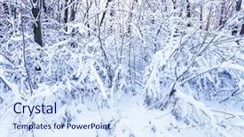  Presentation with winter road and branch - Amazing PPT layouts having road less travelled - winter branches of trees backdrop and a sky blue colored foreground