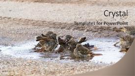  Presentation with serengeti africa - Presentation theme with road potholes - rufous-tailed weaver birds shower bathing background and a soft green colored foreground