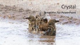  Presentation with serengeti africa - Beautiful presentation theme featuring road potholes - rufous-tailed weaver birds shower bathing backdrop and a soft green colored foreground