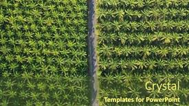  Presentation with oil palm plantation - Colorful theme enhanced with road-through-oil-palm-plantation backdrop and a tawny brown colored foreground