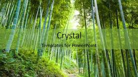  Presentation with forest road - Presentation consisting of white case red pocket-book background and a  colored foreground.