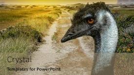  Presentation with sand dunes - Colorful PPT layouts enhanced with road-to-sand-dunes backdrop and a coral colored foreground