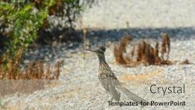  Presentation with trail - Presentation featuring roadrunner sits in the middle of a trail at a nature reserve in california background and a mint green colored foreground