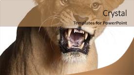  Presentation with 50 years - Theme enhanced with strange grasshoper on green leaf close up background and a black colored foreground