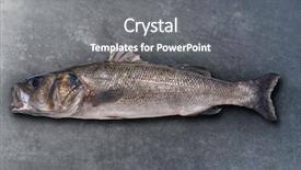  Presentation with fish at sea - Audience pleasing slide deck consisting of robalo fish wild big size backdrop and a gray colored foreground