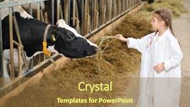  Presentation with cow cute - PPT theme featuring robe gives hay to cow background and a tawny brown colored foreground