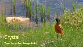  Presentation with robin bird - Slide set with robin bird by the pond background and a tawny brown colored foreground