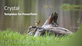  Presentation with robin bird - Amazing presentation design having robin-bird-on-a-dead backdrop and a gray colored foreground