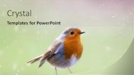  Presentation with falling snow - Audience pleasing slide deck consisting of robin-erithacus-rubecula backdrop and a light gray colored foreground