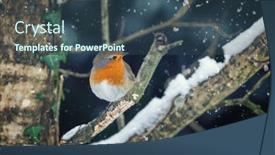  Presentation with falling snow - Audience pleasing slides consisting of robin-perched-in-a-tree backdrop and a ocean colored foreground