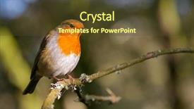  Presentation with robin bird - PPT theme enhanced with robin-redbreast-bird-perched background and a tawny brown colored foreground