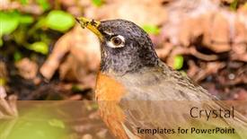  Presentation with small european robin erithacus rubecula - Audience pleasing PPT theme consisting of robin-sits-on-the-ground backdrop and a coral colored foreground