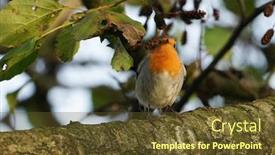  Presentation with branch - Theme consisting of robin-sittin-on-a-branch background and a tawny brown colored foreground