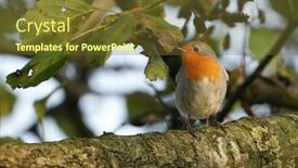  Presentation with branch - Beautiful PPT theme featuring robin-sittin-on-a-branch backdrop and a tawny brown colored foreground