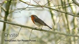  Presentation with spring tree - Colorful theme enhanced with robin standing on a small branch of a tree in early spring backdrop and a mint green colored foreground