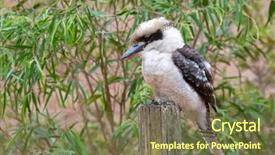  Presentation with to kill a bird - Cool new PPT theme with robust - laughing kookaburra largest kingfisher bird backdrop and a violet colored foreground