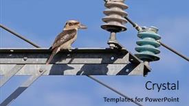  Presentation with brown and purple and dogwood tree - Audience pleasing slide deck consisting of robust - laughing kookaburra largest kingfisher bird backdrop and a light blue colored foreground