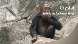  Presentation with paella pan of rice - PPT theme with robust - little chimpanzee pan troglodytes background and a gray colored foreground