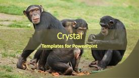  Presentation with paella pan of rice - Presentation with robustness - common chimpanzee pan troglodytes also background and a tawny brown colored foreground