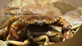  Presentation with rock stone - Presentation design enhanced with rock-crab-aka-stone-crab background and a coral colored foreground