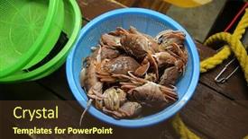  Presentation with rock stone - Beautiful slide set featuring rock-crab-aka-stone-crab backdrop and a tawny brown colored foreground