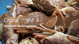  Presentation with rock stone - Cool new PPT layouts with rock-crab-aka-stone-crab backdrop and a tawny brown colored foreground