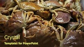  Presentation with rock stone - Colorful presentation enhanced with rock-crab-aka-stone-crab backdrop and a tawny brown colored foreground