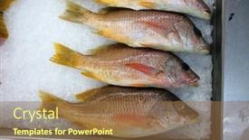  Presentation with fish people - Theme having rock-fish-wild-rock-fish background and a coral colored foreground