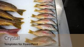  Presentation with fish people - PPT theme consisting of rock-fish-wild-rock-fish background and a  colored foreground