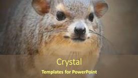  Presentation with lava and rock - PPT layouts with rock hyrax procavia capensis closeup with shallow dof background and a violet colored foreground