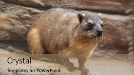  Presentation with rock - PPT theme having rock-hyrax-procavia-capensis background and a coral colored foreground