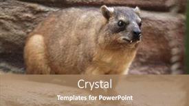  Presentation with rock - Beautiful slides featuring rock-hyrax-procavia-capensis backdrop and a coral colored foreground