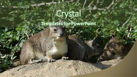  Presentation with rock - Theme featuring rock hyrax procavia capensis or rock badger in natural habitat background and a tawny brown colored foreground