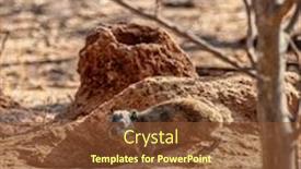  Presentation with rabbit - Slide set with rock-rabbit-digging-a-hole background and a tawny brown colored foreground