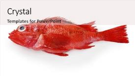  Presentation with frames isolated on white brown - Beautiful slides featuring rockfish - idiot fish isolated on white backdrop and a lemonade colored foreground