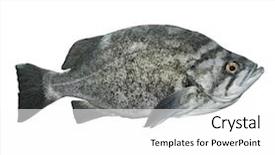  Presentation with monarch butterfly isolated on white - Colorful slide set enhanced with rockfish isolated on white background backdrop and a  colored foreground