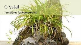  Presentation with bonsai - Colorful slide deck enhanced with rocks soil - rock bonsai isolated on white backdrop and a yellow colored foreground